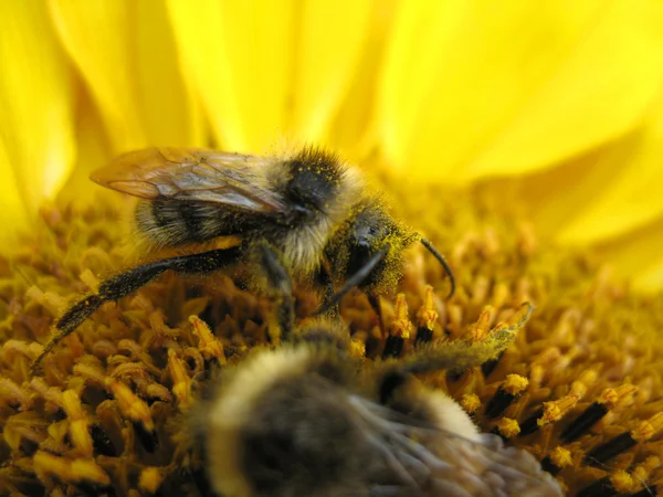 Inseto e flor — Fotografia de Stock