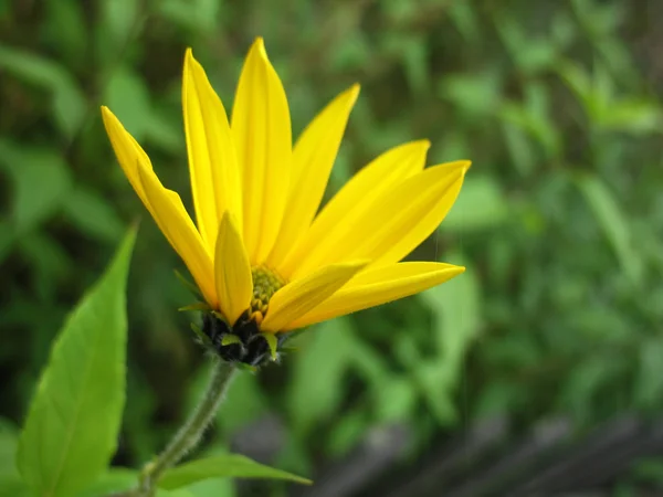 Florecimiento amarillo de la flor — Foto de Stock