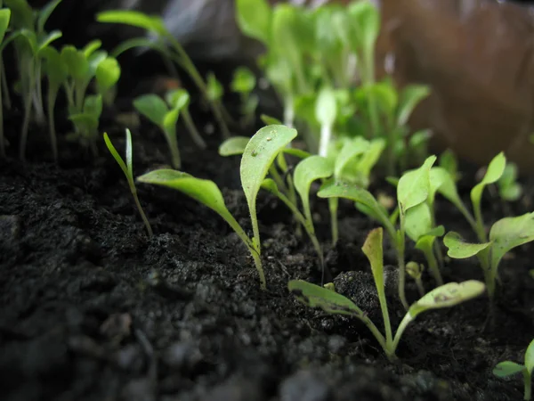 Young growth — Stock Photo, Image