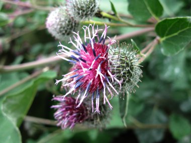 yeşil çim ve dulavratotu