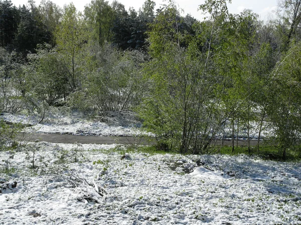 Skog — Stockfoto