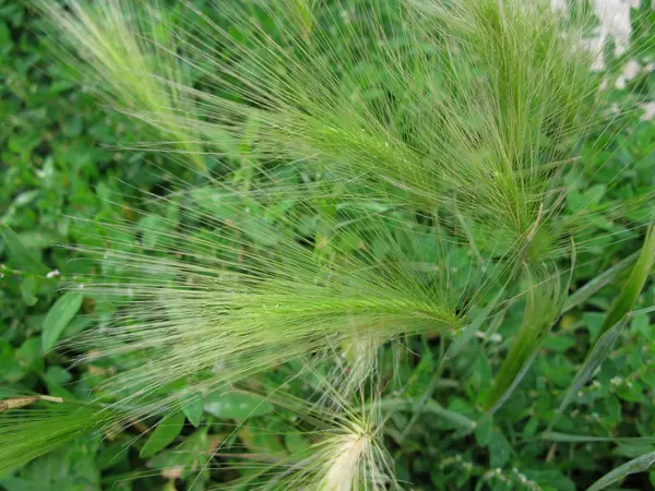 Groen gras — Stockfoto