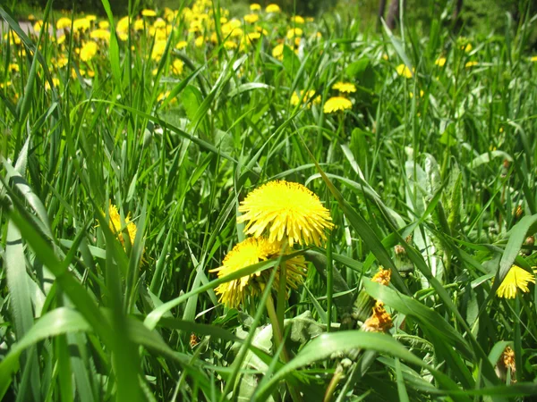 Trawa zielony i żółty mniszek lekarski — Zdjęcie stockowe