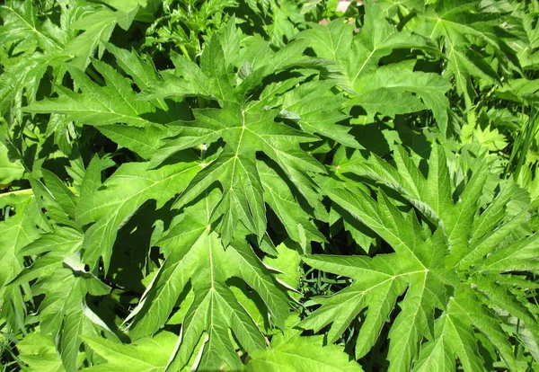 Gröna blad och grenar av ett träd — Stockfoto