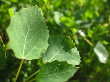 Bir ağacın yeşil yaprakları ve dalları