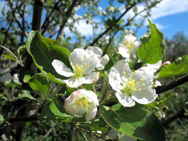 Apple tree — Stock Photo, Image