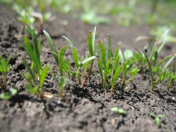 Sprout of plant — Stock Photo, Image