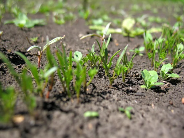 Broto de planta — Fotografia de Stock