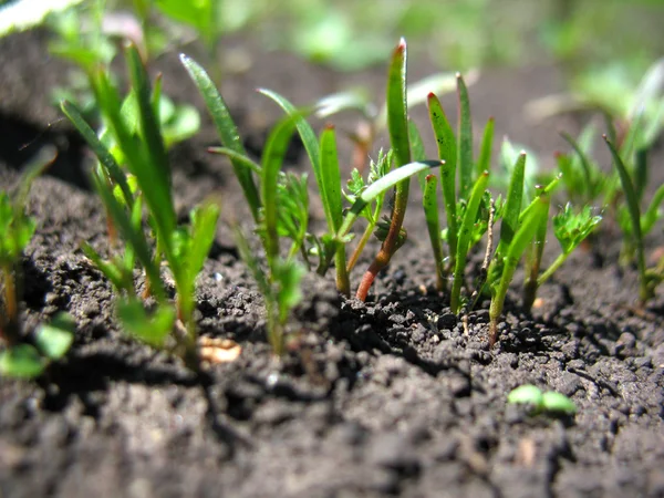 Broto de planta — Fotografia de Stock