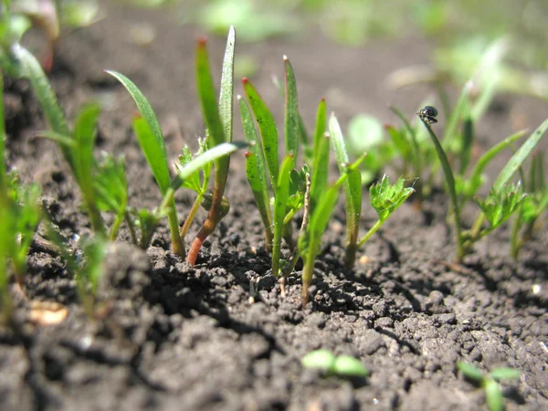 Broto de planta — Fotografia de Stock