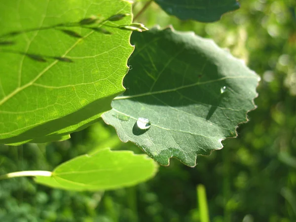 葉と滴 — ストック写真