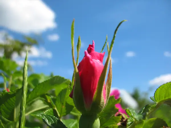 Rosa. — Foto Stock