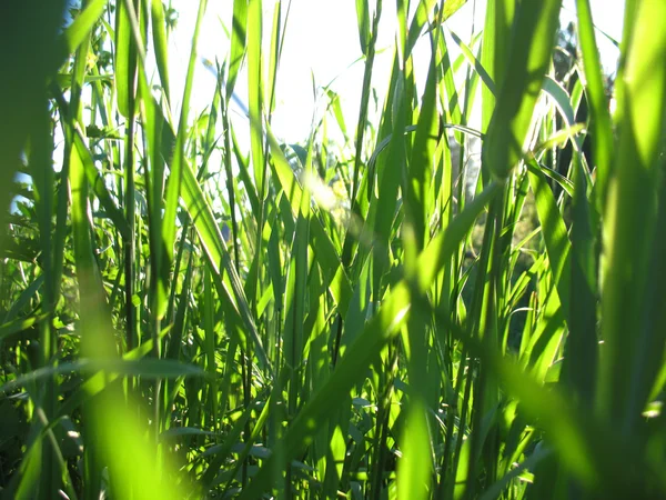 Groen gras en zonlicht — Stockfoto