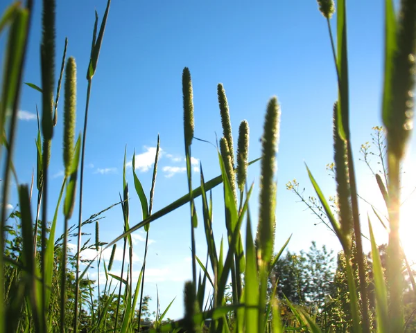 Groen gras en blauwe lucht — Stockfoto