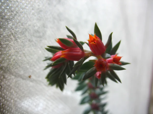 Red flowers — Stock Photo, Image