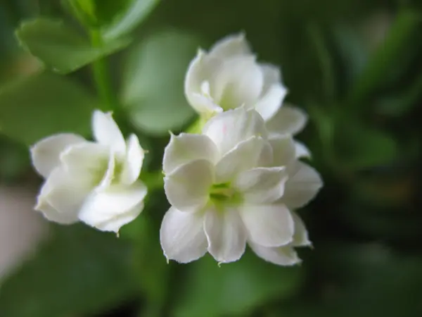 La rama de la planta y el florecimiento blanco — Foto de Stock