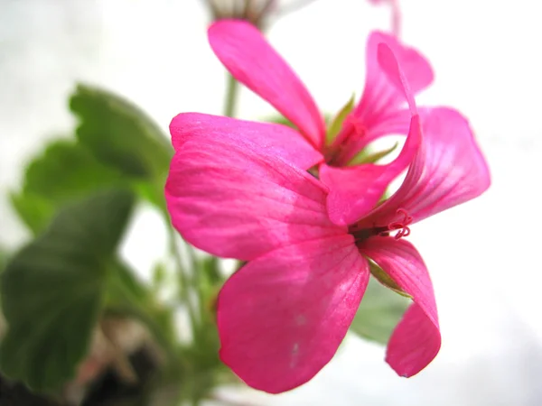 Rosa blommor — Stockfoto