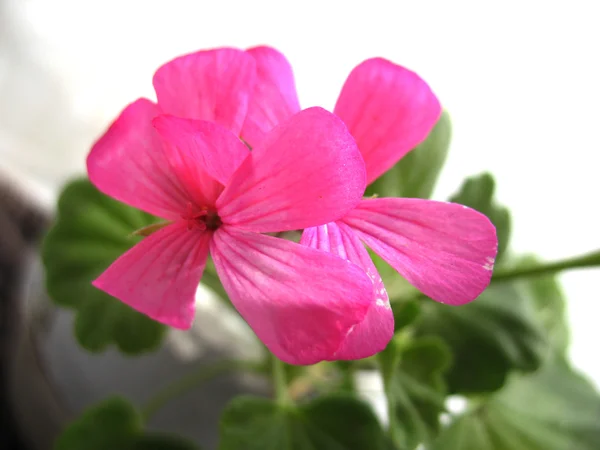 Rosa Blüten — Stockfoto