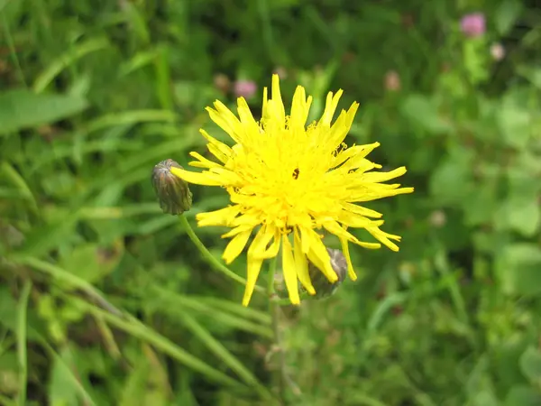 Yellow blossoming — Stock Photo, Image