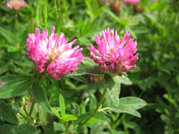 Pembe çiçekler — Stok fotoğraf