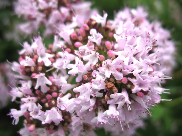 Pink flowers — Stock Photo, Image