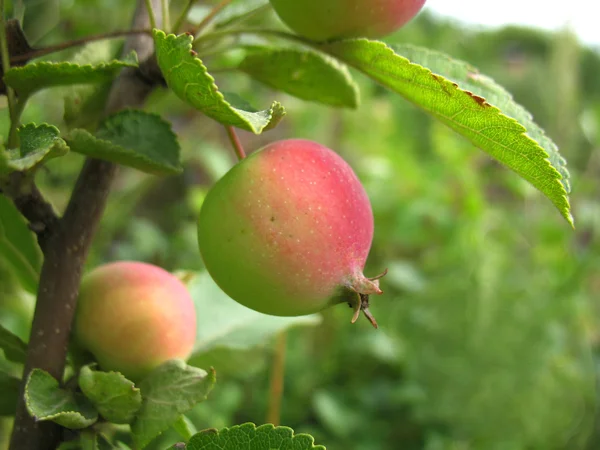 Manzana — Foto de Stock