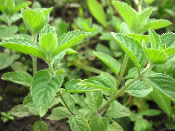 Green leaves and branches of mint — Stock Photo, Image