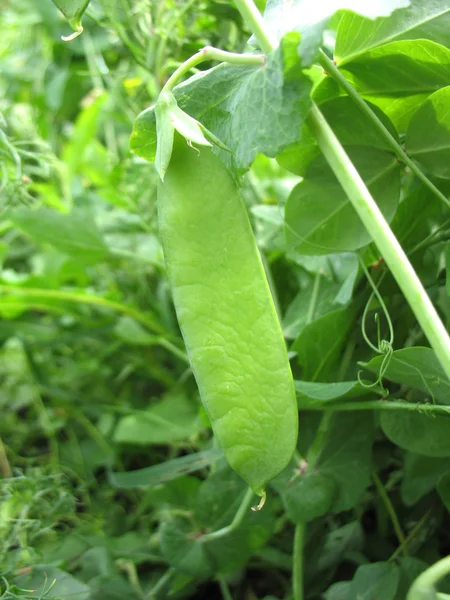 Pea pod — Stock Photo, Image