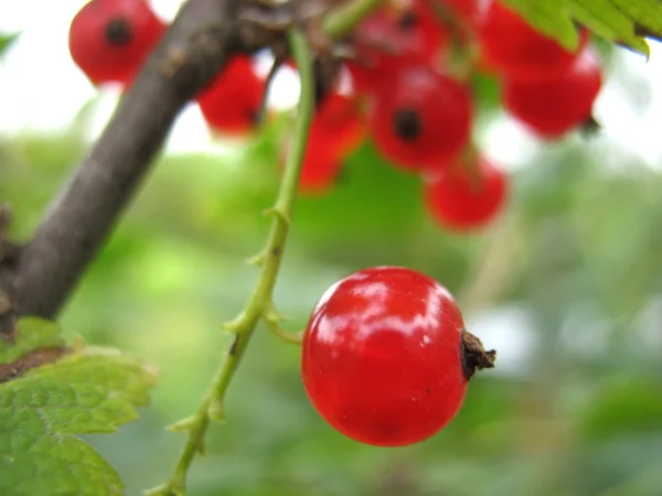 Red currant — Stock Photo, Image