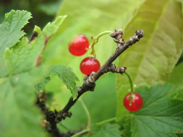 Red currant — Stock Photo, Image