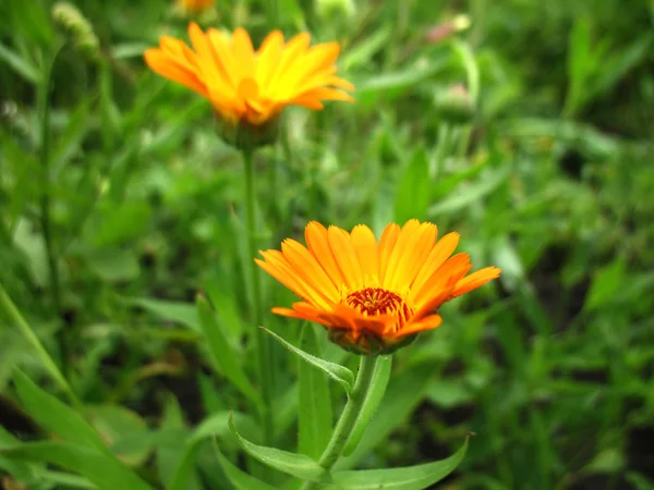 Calendula — Stock Photo, Image