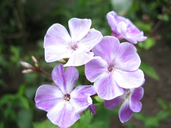 Flores azules — Foto de Stock