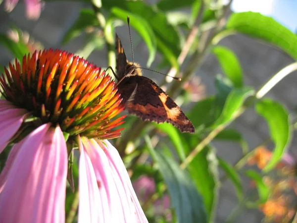 昆虫および花 — ストック写真