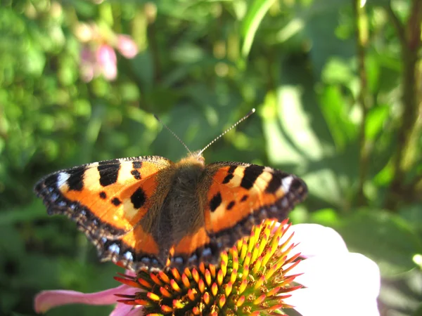 Insect and flower — Stock Photo, Image