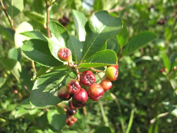 Berries of ashberry — Stock Photo, Image