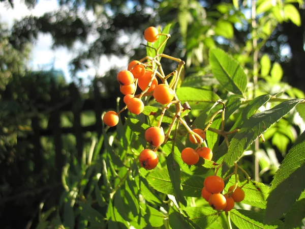 Bacche di ashberry — Foto Stock