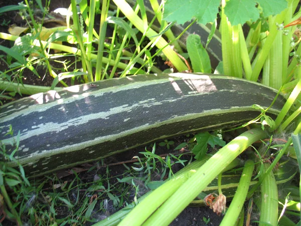 Squash — Stock Photo, Image