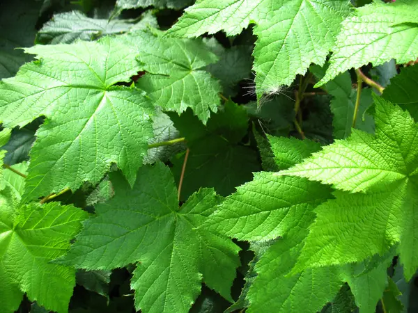 Structure de la feuille verte — Photo