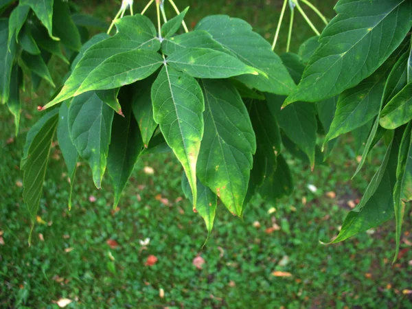 Zelené listy a větve stromu — Stock fotografie