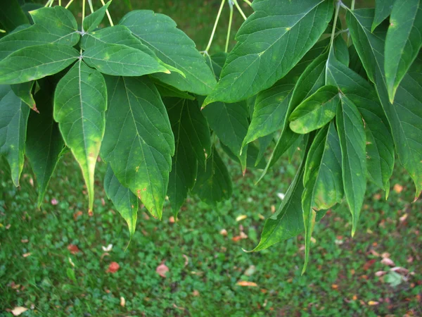 Zelené listy a větve stromu — Stock fotografie