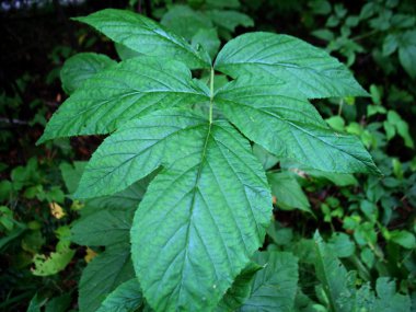 Bir ağacın yeşil yaprakları ve dalları