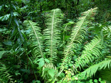 Bir ağacın yeşil yaprakları ve dalları