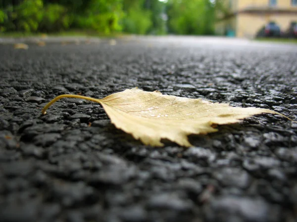 Permiso de otoño —  Fotos de Stock