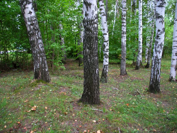 Ліс берези — стокове фото