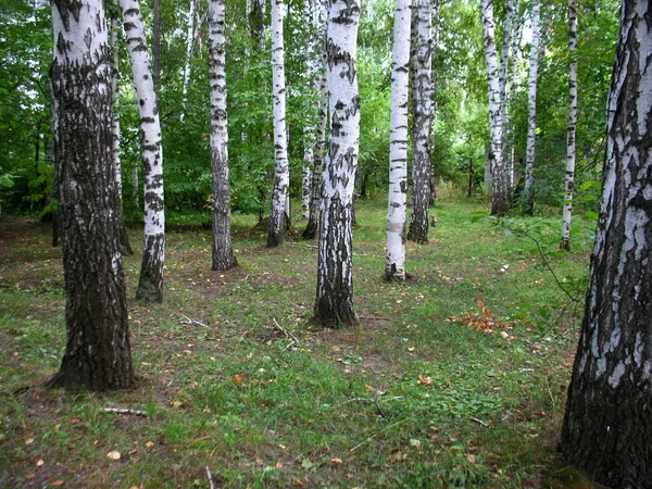 Ліс берези — стокове фото