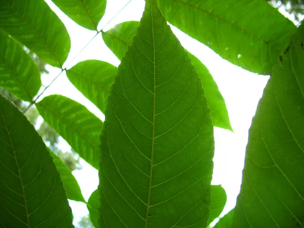 Estructura de la hoja verde — Foto de Stock