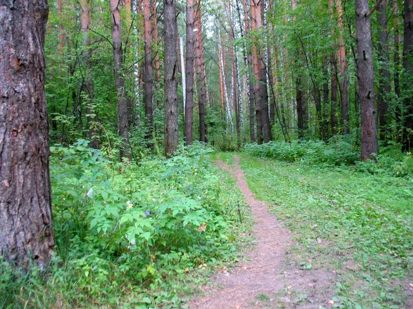 Forest — Stock Photo, Image