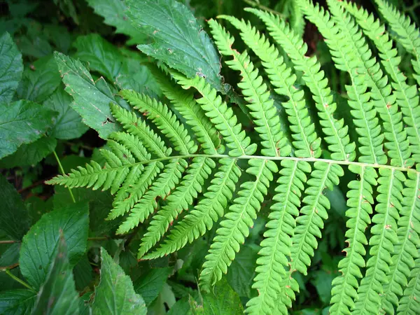 Groene bladeren — Stockfoto