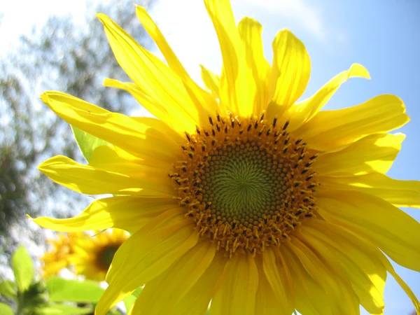 Girasole — Foto Stock