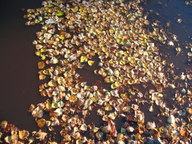 Sonbahar Yaprakları